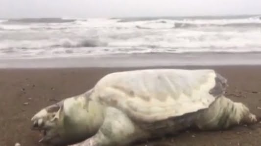 Deniz kaplumbağalarının önemli üreme ve yaşam alanları arasında yer alan