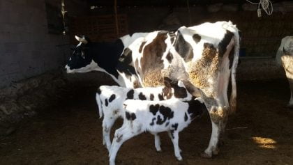 Sırtında kalp şekli ile doğan buzağı ilgi odağı oldu Mersin’in