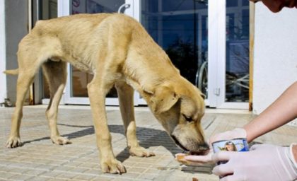 MERSİN’in yüksek kesimlerinde yaşanan çetin kış şartları nedeni ile hayvanlar