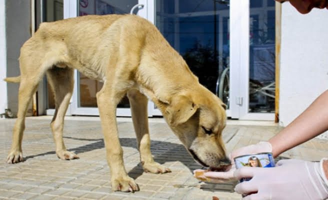 MERSİN’in yüksek kesimlerinde yaşanan çetin kış şartları nedeni ile hayvanlar
