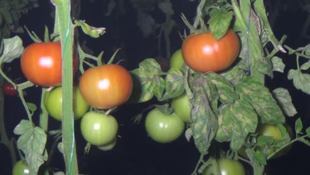 Erdemli ilçesinde seralarda sebze yetiştiren çiftçiler, zirai dona karşı soba