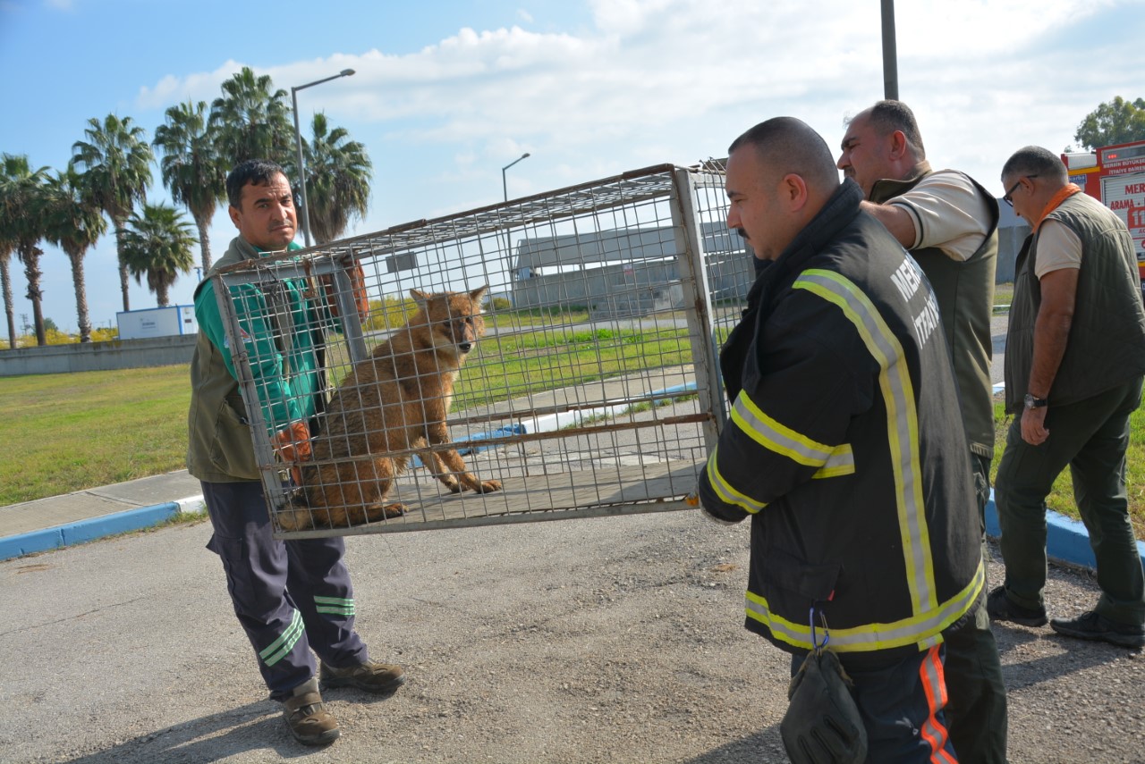 Mersin Büyükşehir Belediyesi Su ve Kanalizasyon İdaresi Genel Müdürlüğü’ne (MESKİ)