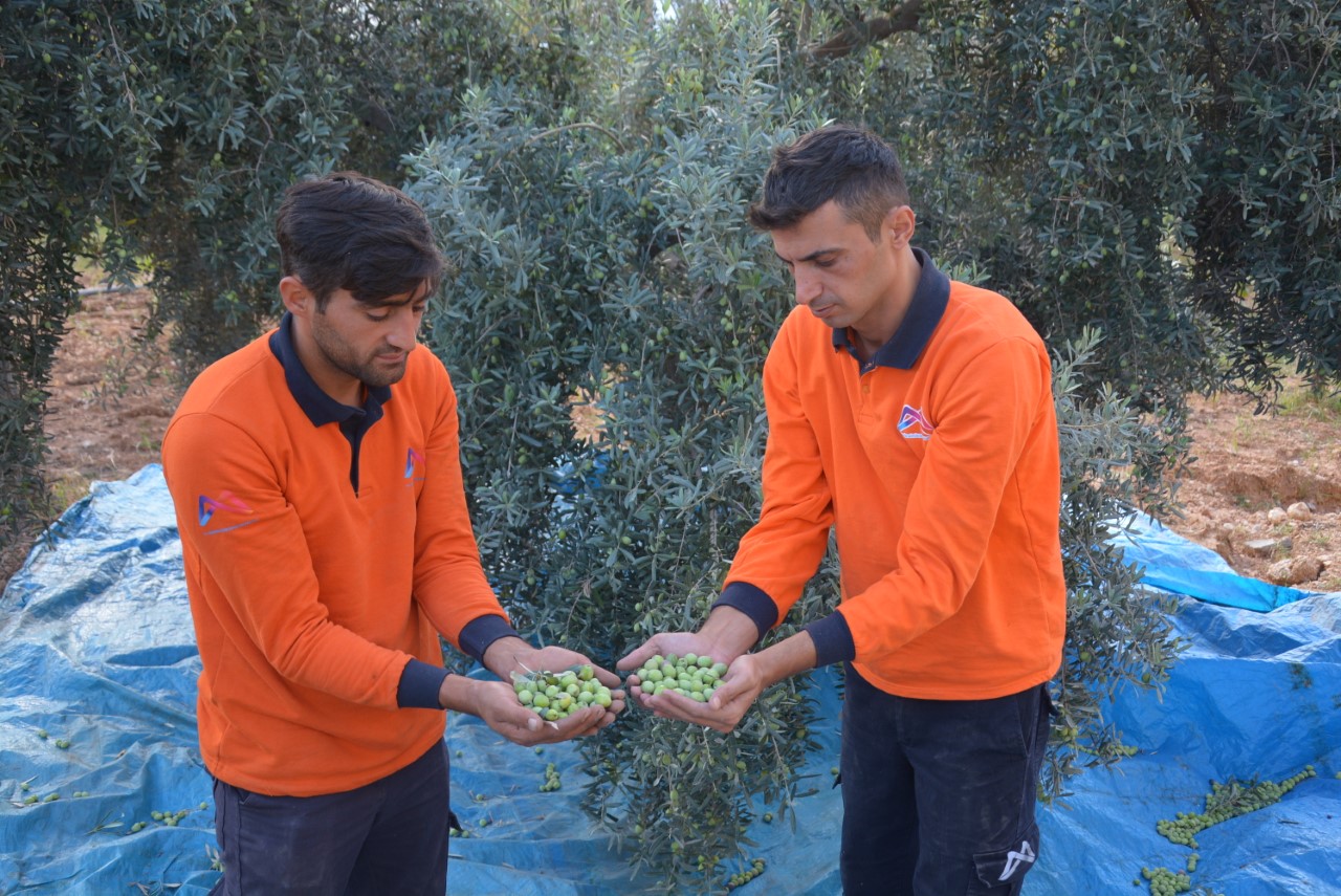 Mersin Büyükşehir Belediyesi ekipleri, sorumluluk alanlarında bulunan zeytin ağaçlarının meyvelerini