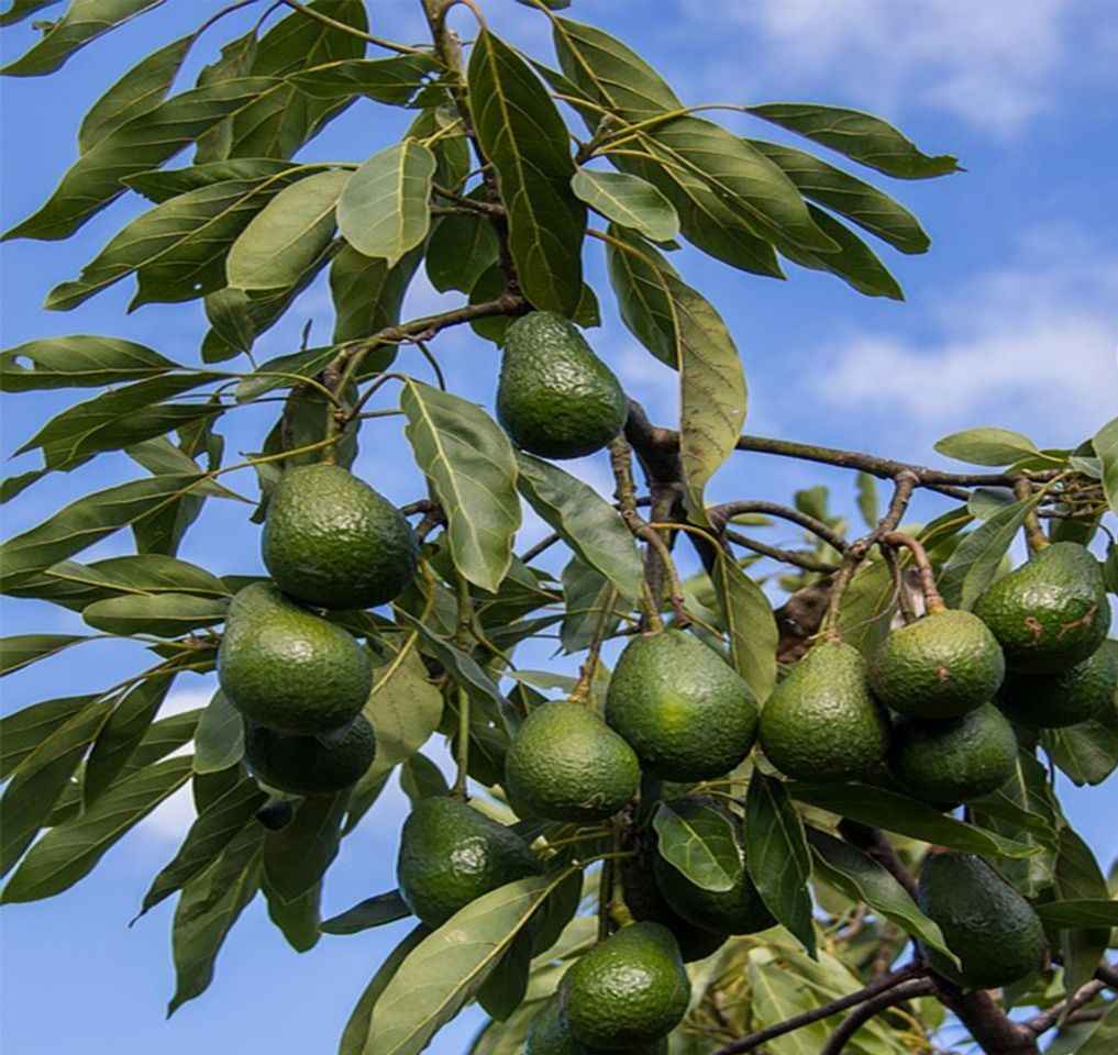 Avakado üreticisi olan Sami Bıyıklı ,  Mersin’in Silifke ilçesinde gece