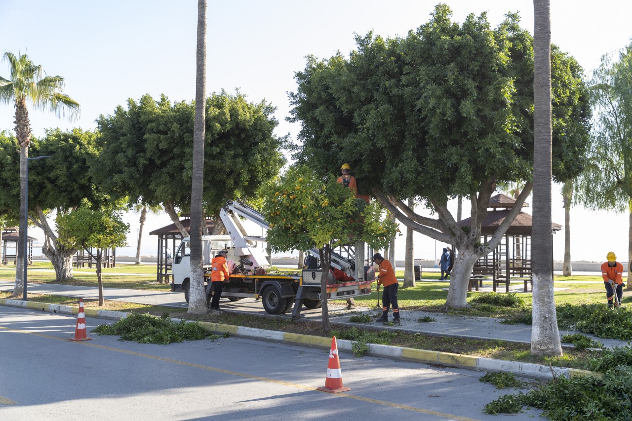 Mersin Büyükşehir Belediyesi Park ve Bahçeler Dairesi koordinesinde ağaçların budama