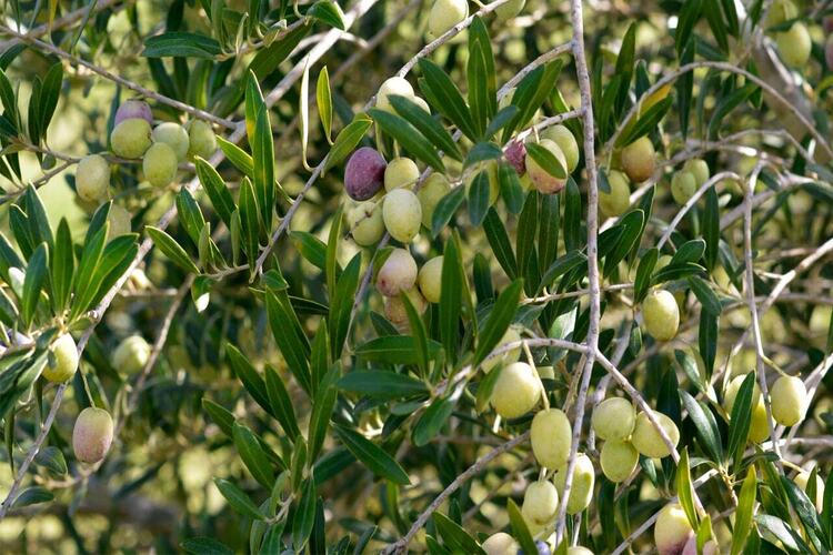 Mersin’in Silifke ilçesinde hasadı süren zeytinden 28 bin ton yağ
