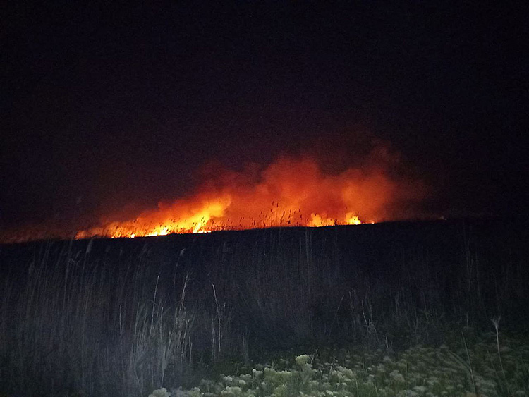 Mersin’in Mut ilçesinde sazlık alanda akşam saatlerinde henüz bilinmeyen bir