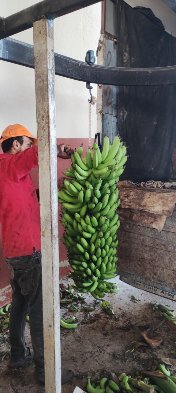 Muz deyince aklımıza ANAMUR muzu gelirdi. sonra iri, iri olan