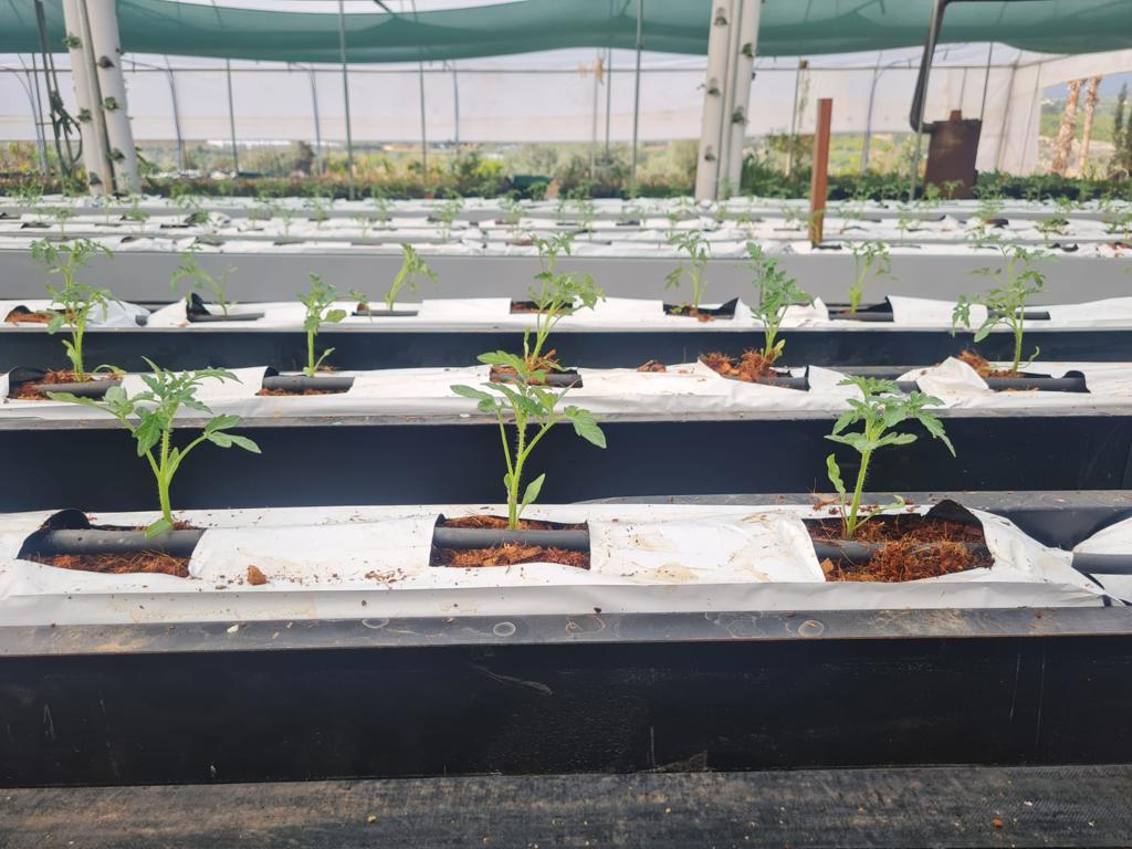 Mezitli Belediyesi, topraksız tarımı yaygınlaştırmak adına üretim alanı oluşturdu.  Park