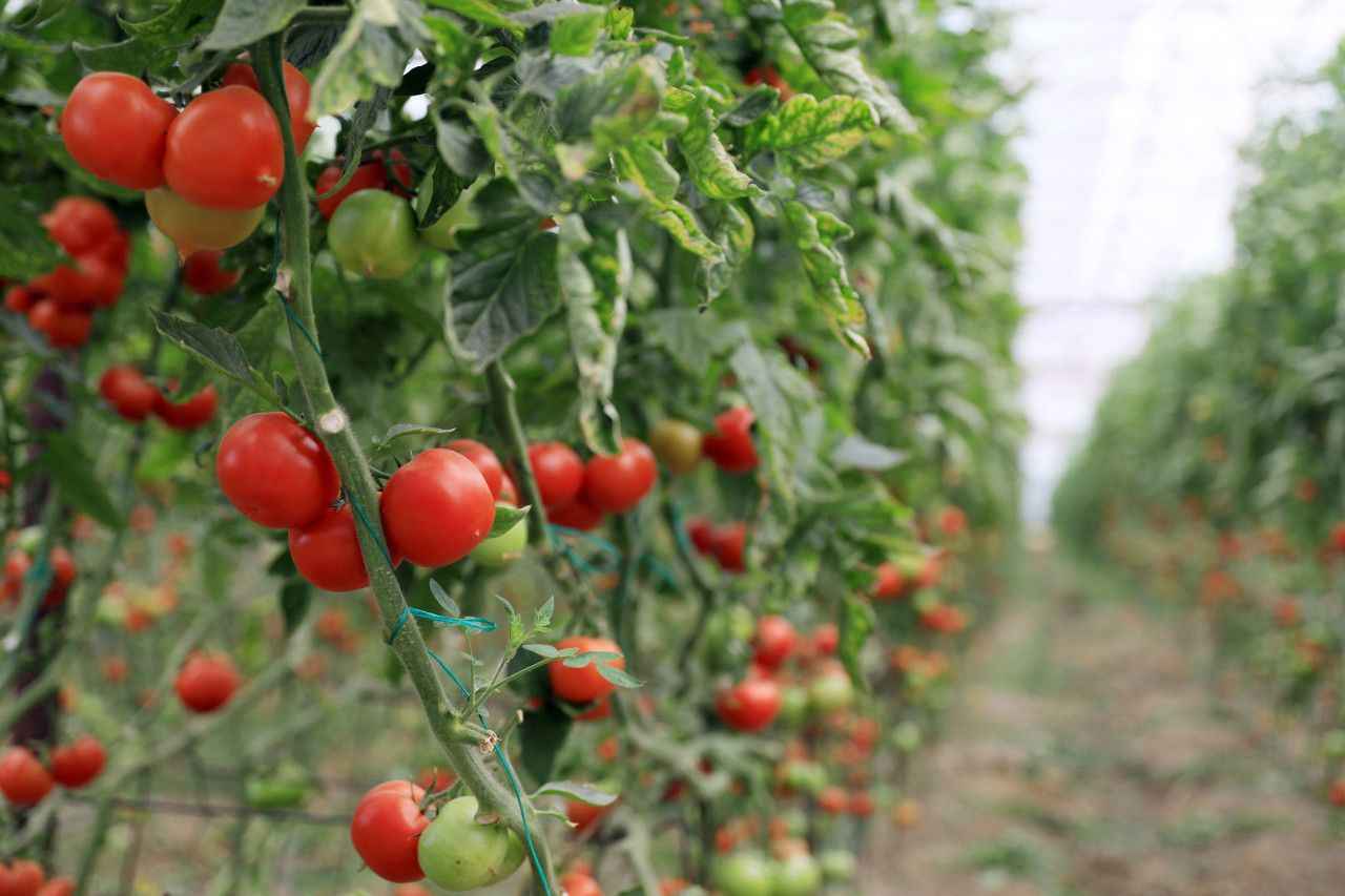 Erdemli Ziraat Odası Başkanı Rasim Şahin ile Ziraat Odası Meclis Başkanı Mehmet Kaya, domates