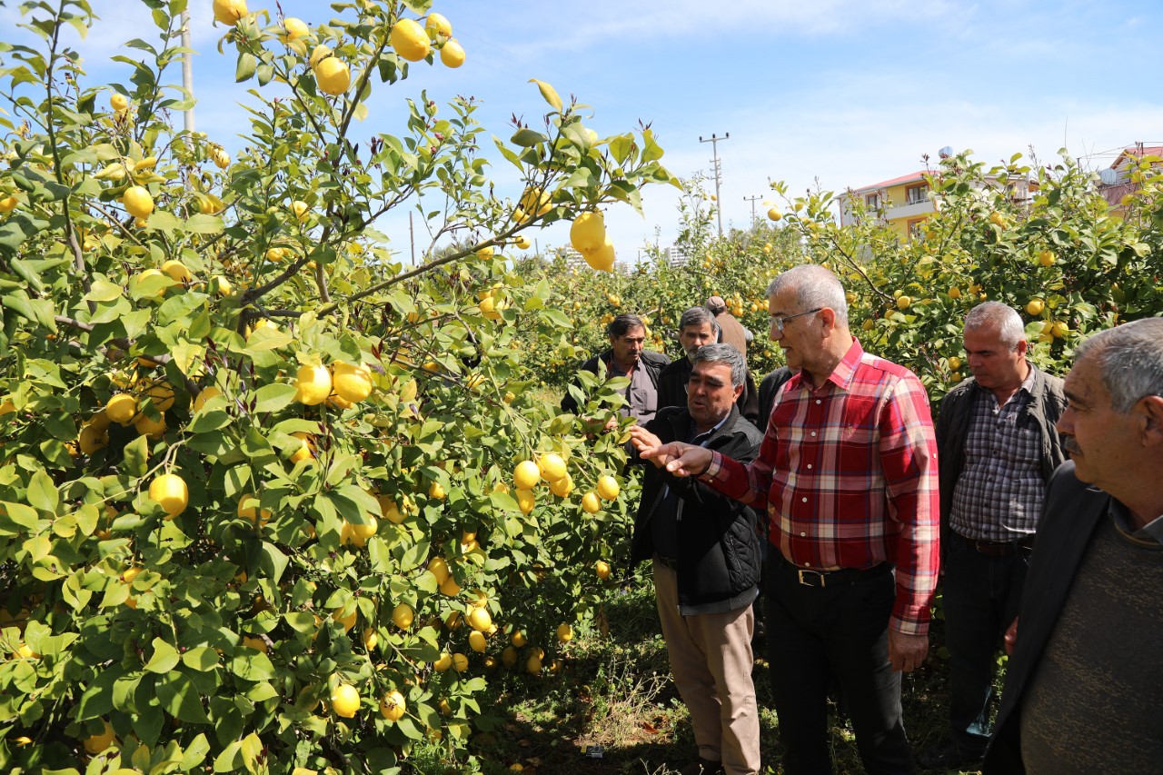 Türkiye’nin en büyük tarımsal değerlerinden birisi olan limon, anavatanı Mersin’de