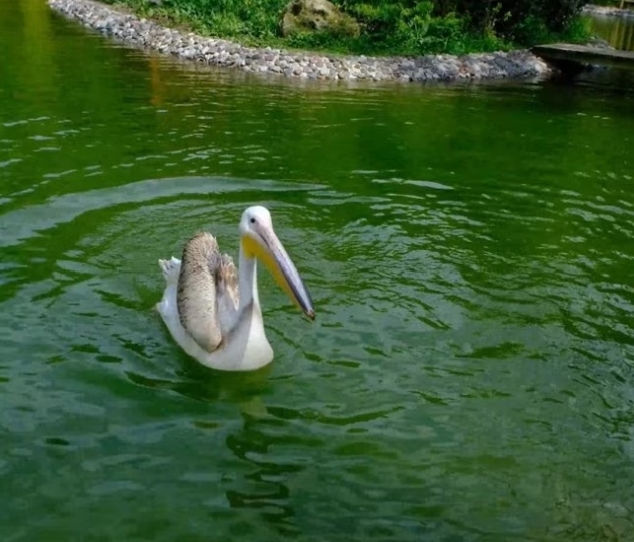 Kocaeli’deki doğal yaşam parkı Ormanya’da, bir pelikanın midesinden yarım litrelik