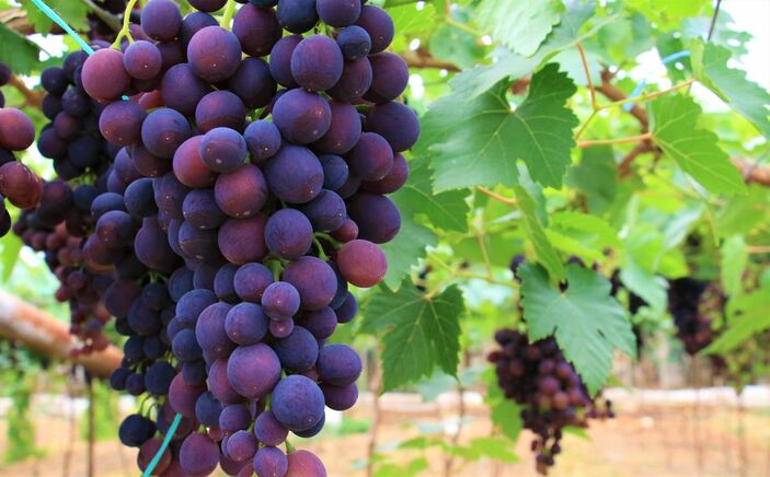 Mersin’in Erdemli ilçesi Kocahasanlı beldesinde örtü altında yetiştirilen siyah inci