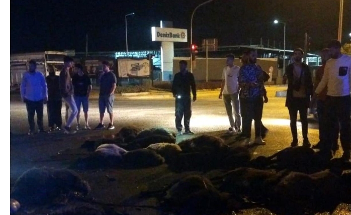 Mersin’in Tarsus ilçesinde karayolunda karşıdan karşıya geçirilen hayvan sürüsüne otomobil