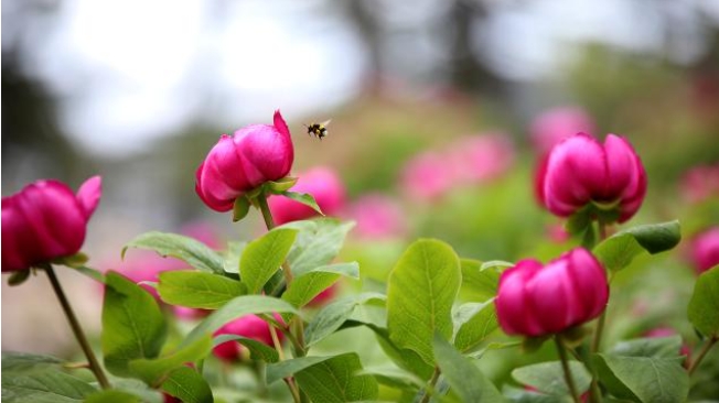 Toros Dağları’nın sedir ormanlarını yılda 10 günlüğüne adeta pembeye bezeyen