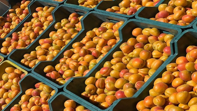 Türkiye’nin sofralık kayısı üretiminin yüzde 85’ini karşılayan Mut ilçesinde kayısı