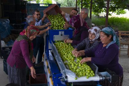 MUTLU ÜRETİCİ ERİK BOYLAMA MAKİNESİ İLE ZAMANDAN VE İŞGÜCÜNDEN KAZANIYOR 3 BUYUKSEHIRIN DESTEKLERIYLE URUNLERIN DEGERI ARTIYOR 23738