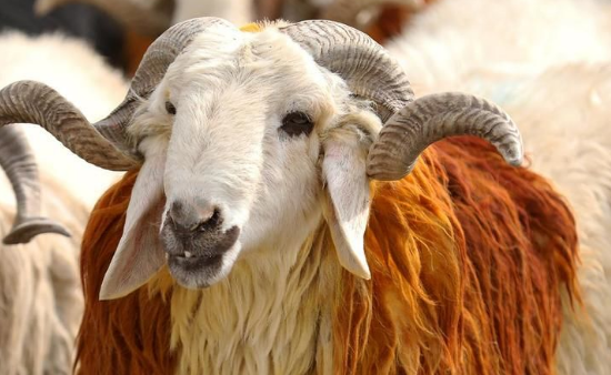 Üretici, bu yıl kurbanlık maliyetlerine nakliye ve çadır kiralarını da