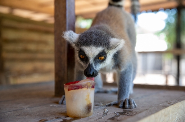Mersin Büyükşehir Belediyesi’ne bağlı Tarsus Doğa Parkı’nın sakinleri, sıcak yaz