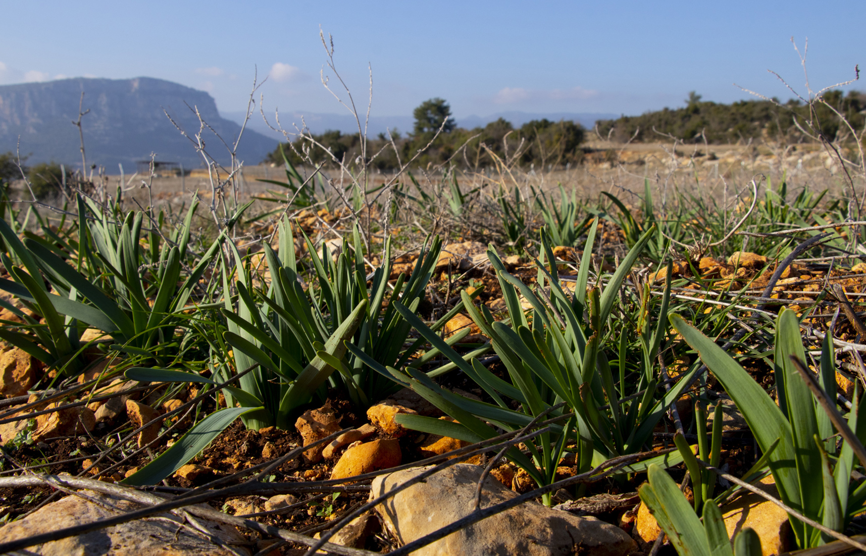 mersin Büyükşehir Belediyesi, üreticiye verdiği desteklerle tarımda öncü olmaya devam