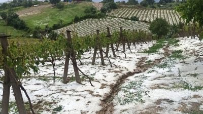 BAŞKAN YILDIZ’DAN, İLÇENİN YÜKSEK KESİMLERİNDE DOLU FELAKETİNDEN ZARAR GÖREN ÜRETİCİLERE