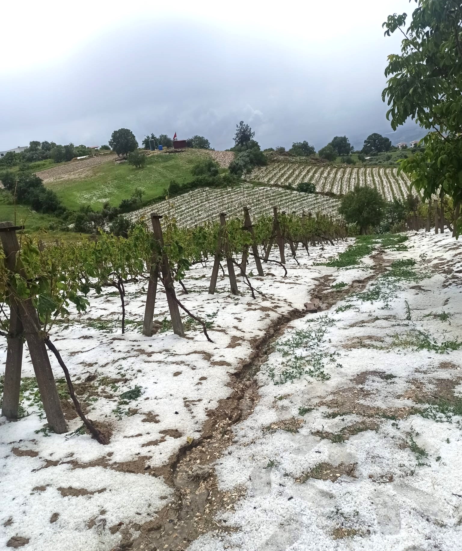 BAŞKAN YILDIZ’DAN, İLÇENİN YÜKSEK KESİMLERİNDE DOLU FELAKETİNDEN ZARAR GÖREN ÜRETİCİLERE