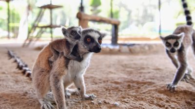 Doğanın ve hayvanların korunması için önemli bir merkez olan ve