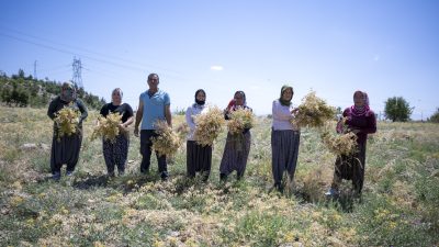 Mersin Büyükşehir Belediyesi’nin, lezzetiyle meşhur Gülnar atalık nohutunu gün yüzüne