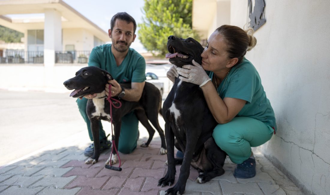 Bünyesinde yüzlerce sahipsiz hayvanın misafir olduğu, her yıl binlerce patili