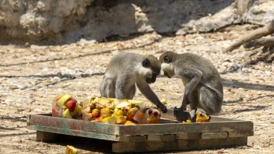 
Mersin Büyükşehir Belediyesi’ne bağlı Tarsus Doğa Parkı sakinleri, her yıl