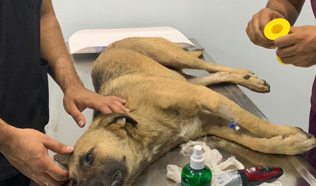 Mersin’de yaşanan üzücü bir olay, hayvanseverlerin bir araya gelerek sokak