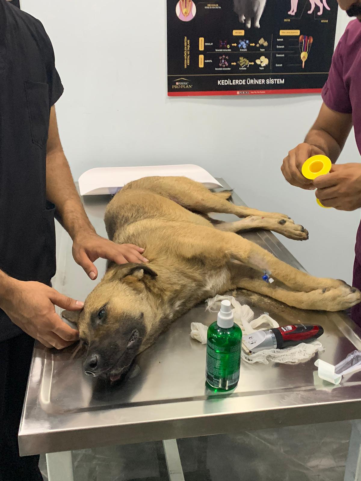 Mersin’de yaşanan üzücü bir olay, hayvanseverlerin bir araya gelerek sokak