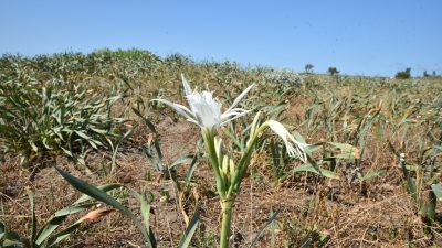Mersin’de nesli tükenme tehlikesi altında olduğu için koruma altında olan