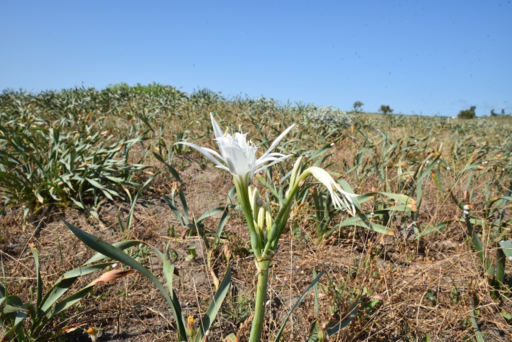 Mersin’de nesli tükenme tehlikesi altında olduğu için koruma altında olan