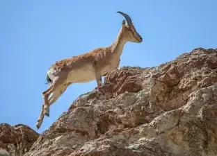 
Mersin'de koruma altında olan iki yaban keçisini avlayan iki şahıs