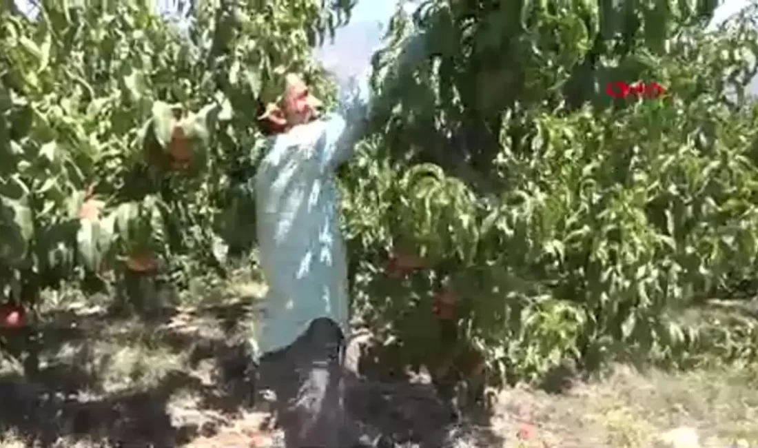 Mersin’de Şeftali Hasadı Başladı: 350 Bin Ton Rekolte Bekleniyor Mersin'de bu yıl 60 bin dekar alanda ekilen şeftalilerden 350