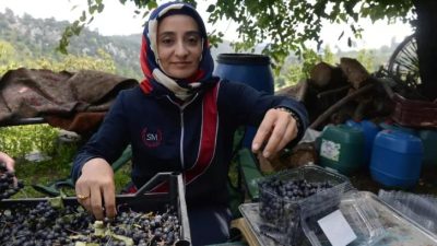 Mersin'in Toroslar ilçesinde yetiştirilen 'süper meyve' olarak bilinen aronya hasat