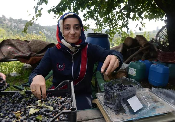 Mersin'in Toroslar ilçesinde yetiştirilen