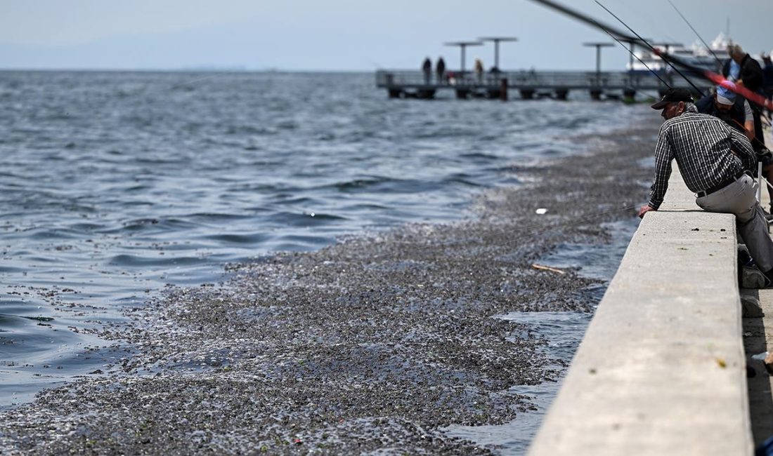İzmir Körfezi’ndeki kirliliğe ceza: 1,8 milyon ANKARA-BHA Çevre, Şehircilik ve İklim Değişikliği Bakanlığı, İzmir Körfezi’nde meydana