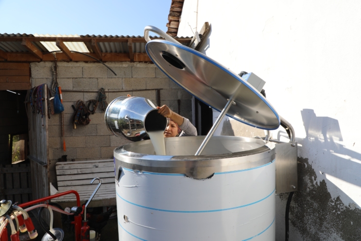 Ordu’dan süt üreticisine destek
Ordu Büyükşehir Belediyesi çiğ süt altyapısını geliştirmek amacıyla