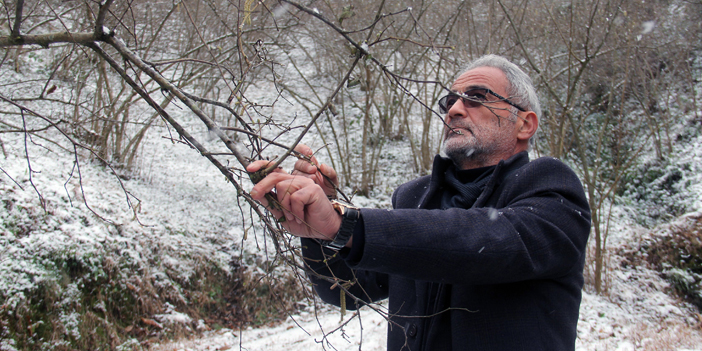 Fındık için tehlike çanları – Birlik Haber Ajansı GİRESUN-BHA Hava sıcaklıklarının mevsim normallerinin üstünde seyretmesi sonucu fındıkta karanfiller