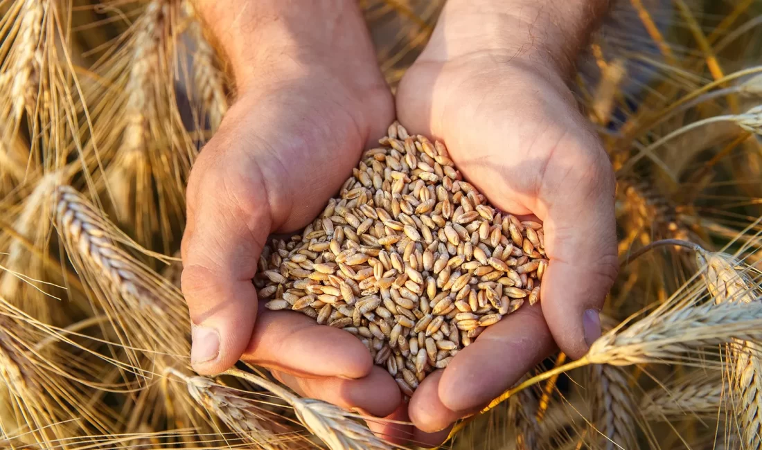 ANKARA-BHA Tarım ve Orman Bakanı İbrahim Yumaklı, ata tohumlarının şubat