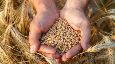 ANKARA-BHA Tarım ve Orman Bakanı İbrahim Yumaklı, ata tohumlarının şubat