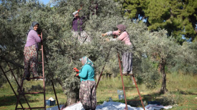 Son yılların en sıcak yaz mevsimi nedeniyle bu yıl çekirdek
