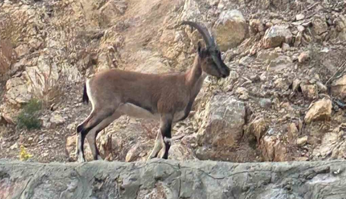Yaban keçisi avlayan şahıs domates yıkıyordum diye kendini savundu – Birlik Haber Ajansı ANTALYA–BHA Antalya’nın Gündoğmuş ilçesinde, yasa dışı avcılıkla mücadele kapsamında gerçekleştirilen