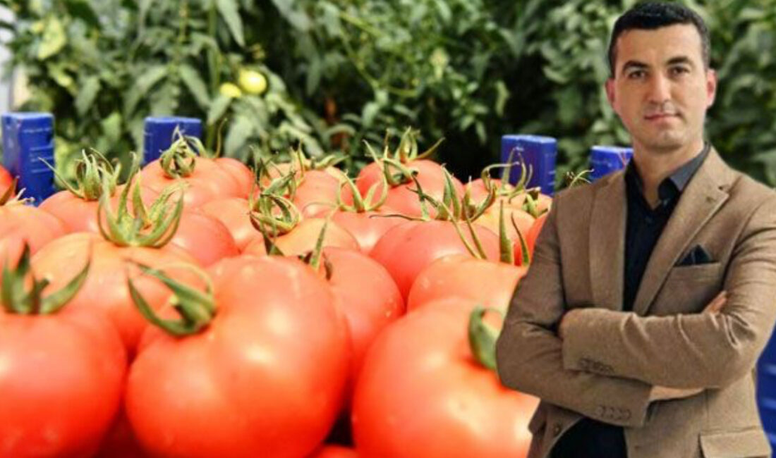 Deregümü domatesinin yüzde 20’si ihraç edildi – Birlik Haber Ajansı ISPARTA-BHA Isparta’da örtü altı domates yetiştiriciliğinin merkezi Deregümü’de geçen yıl