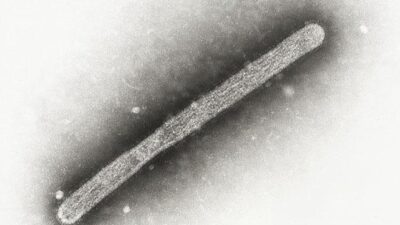 Hong Kong’da 1997 yılında salgına dönüşen ve 2003 yılından günümüze