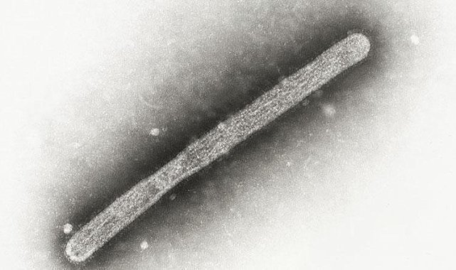 Hong Kong’da 1997 yılında salgına dönüşen ve 2003 yılından günümüze