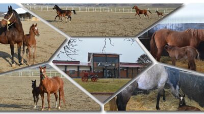 ANKARA-BHA Kurumun Resmi Gazete’de yer alan ihale ilanına göre, 16