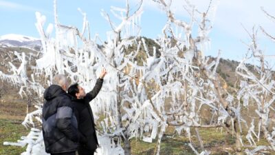 AMASYA-BHA Amasya’nın Taşova ilçesine bağlı Yerkozlu köyünde, üretici Fatih Şahin,